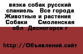 вязка собак русский спаниель - Все города Животные и растения » Собаки   . Смоленская обл.,Десногорск г.